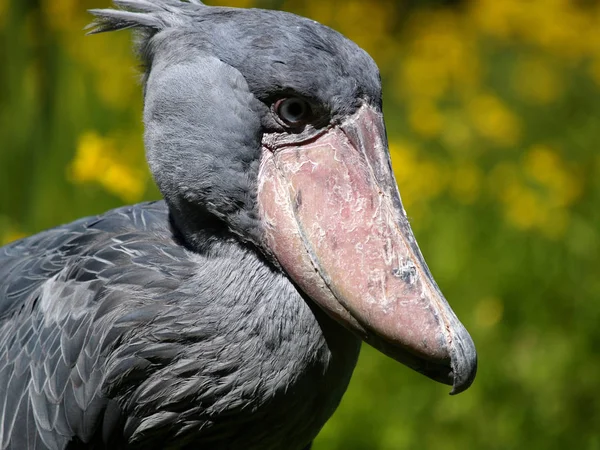 Aussichtsreiche Aussicht Auf Schöne Vögel Der Natur — Stockfoto