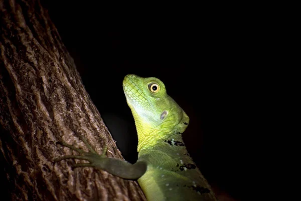 Primer Plano Lagarto Hábitat Concepto Salvajismo —  Fotos de Stock