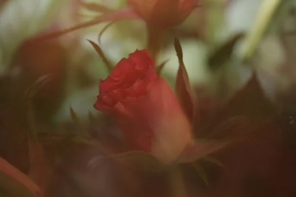 Pétales Bourgeon Fleur Rose — Photo