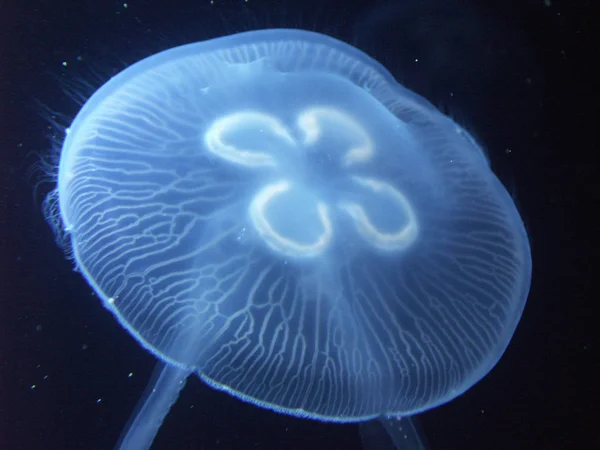 Водні Медузи Море Під Водою Морське Життя Істоти — стокове фото