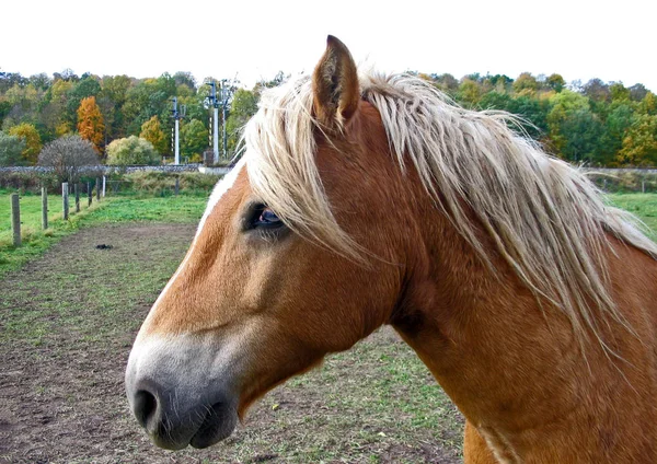 Cute Horse Wild Nature — Stock Photo, Image