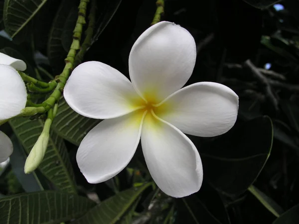 Beyaz Frangipani Çiçekleri Ağaçta — Stok fotoğraf
