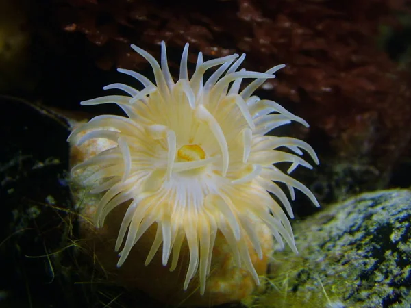 Remarkable Many Small Anemonem Wattforum Tonning — Stock Photo, Image