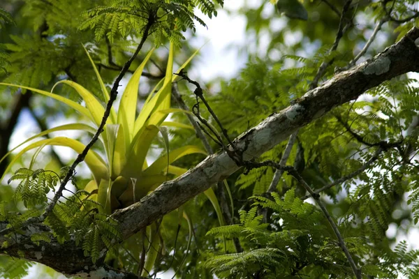 Bromeliadi Acacia — Foto Stock