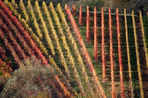 Plantación Viñas Campo Agricultura — Foto de Stock