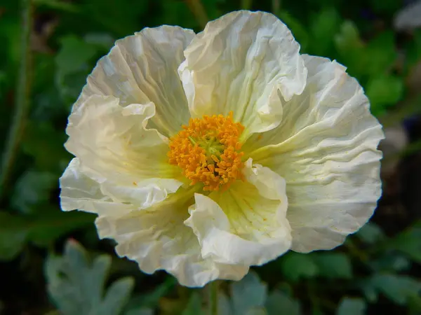 Vue Rapprochée Belles Fleurs Pavot Sauvage — Photo