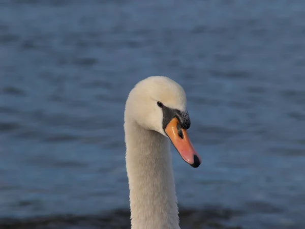 Svan Fågel Djur Vilda Djur — Stockfoto