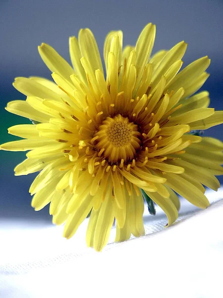 Flores Amarillas Del León Del Verano — Foto de Stock