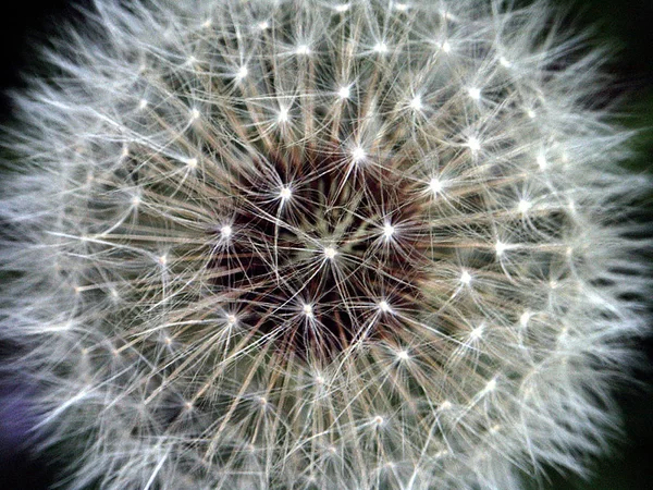Closeup View Natural Dandelion Fleur — Photo