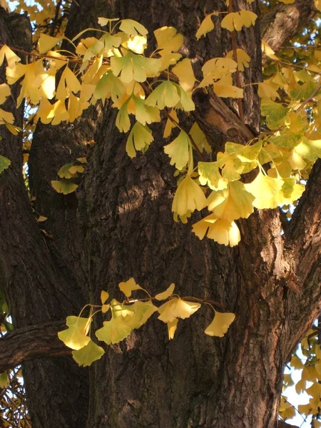 Листья Гинкго — стоковое фото