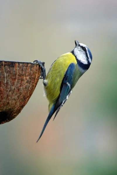 Мальовничий Вид Красиву Пташку Синиці — стокове фото