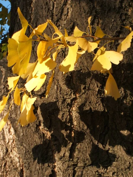 Листья Гинкго — стоковое фото