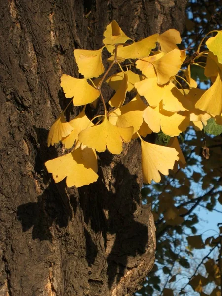 Ginkgo Ősszel Fák Levelei — Stock Fotó