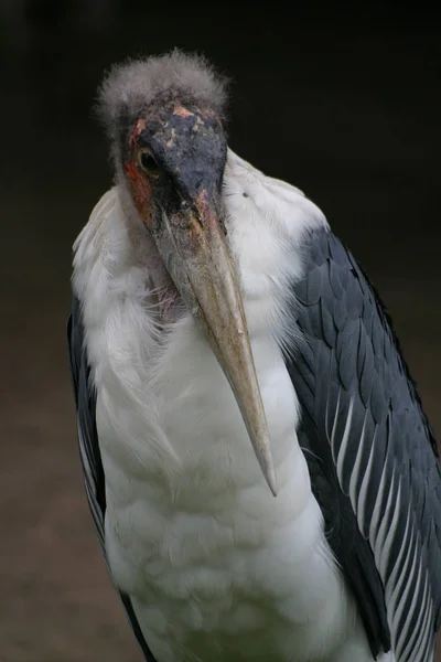 Malerischer Blick Auf Schöne Marabou Vogel — Stockfoto