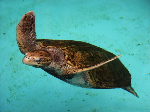 Schildpadden Dieren Natuur Fauna — Stockfoto