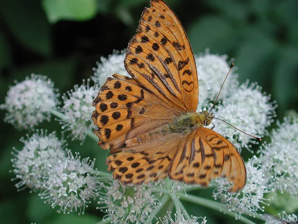 Vue Rapprochée Beau Papillon Coloré — Photo