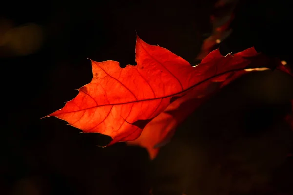 Ezek Levelek Egészen Novemberig Endeckt Egy Séta Erdőben Hétvégén — Stock Fotó