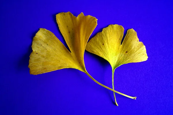 Yellow Ginkgo Leaves Blue Background Accentuation Color Contrast Processed — Stock Photo, Image