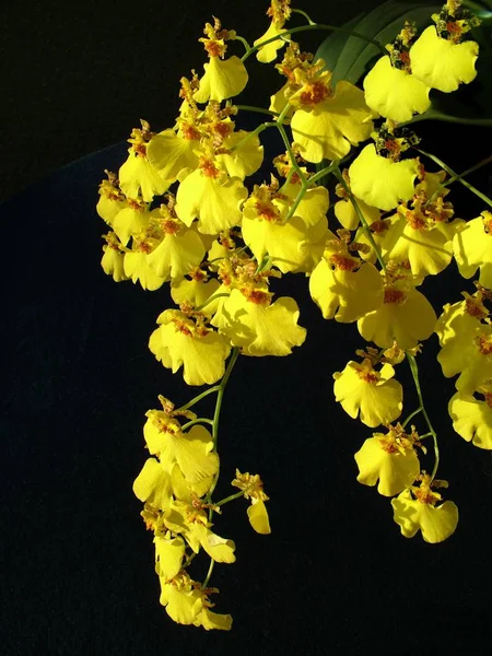 Άνθη Βοτανική Χλωρίδα Και Πέταλα — Φωτογραφία Αρχείου