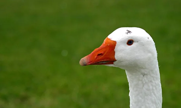 Malebný Pohled Krásného Ptáka Přírodě — Stock fotografie