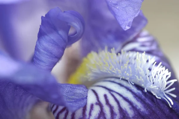 Scenic View Beautiful Iris Flower — Stock Photo, Image