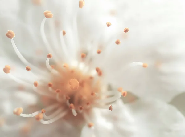 Bahar Çiçekleri Ağaçta Kiraz Çiçekleri — Stok fotoğraf