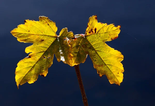 Herfstbladeren Aan Boom — Stockfoto