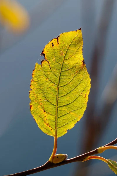 芽はすでに春を疑う — ストック写真