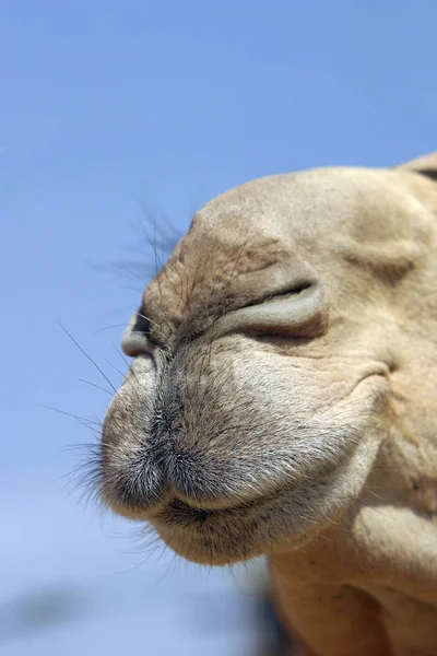 Velbloudí Zvěř Přírodní Fauna Koňovití — Stock fotografie