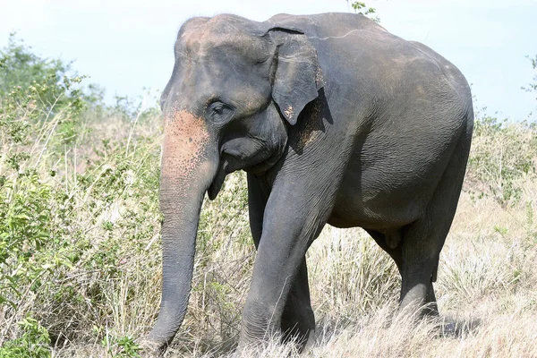 Elefante Joven Parque Nacional — Foto de Stock