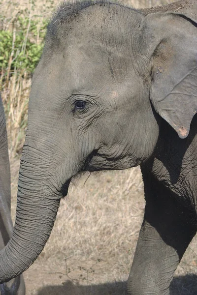 Éléphant Animal Faune Mammifère — Photo