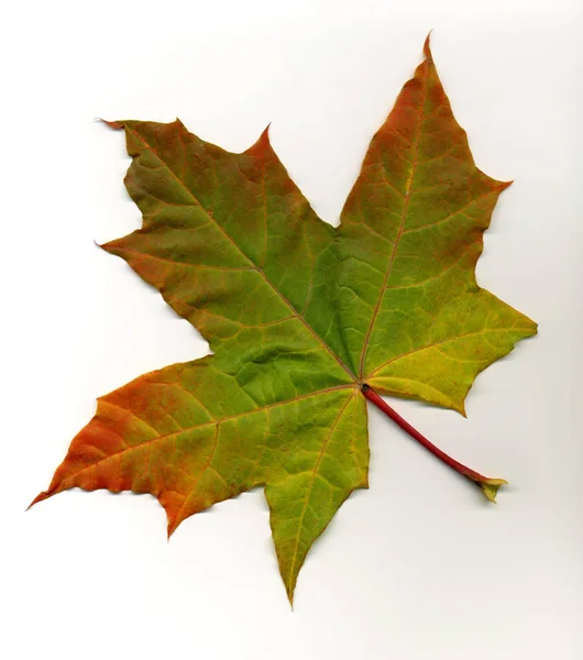 Baum Blätter Laub Blatt — Stockfoto