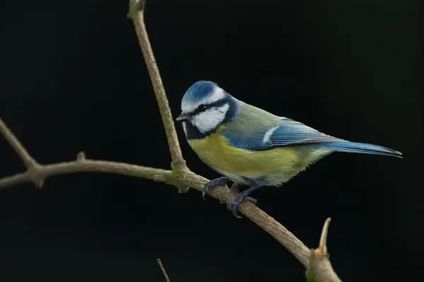 Malerische Ansicht Der Schönen Meise Vogel — Stockfoto