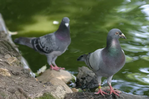 Vue Panoramique Sur Les Pigeons — Photo