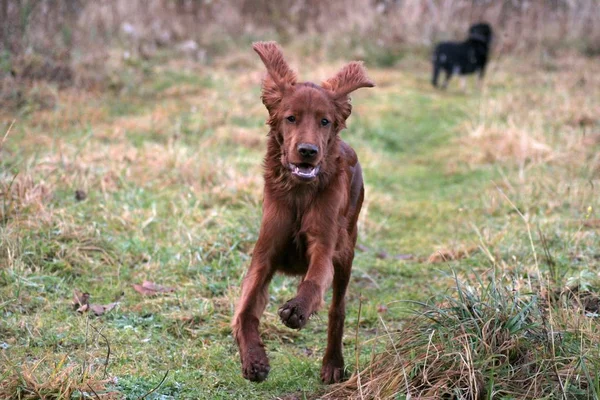 Portret Van Een Schattige Hond — Stockfoto