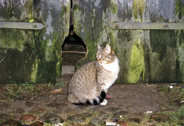 Portrait Cute Cat — Stock Photo, Image