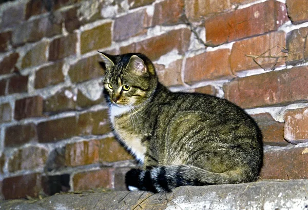 Retrato Lindo Gato — Foto de Stock