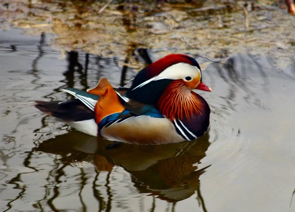 Mandarynkowy Drake Isar — Zdjęcie stockowe