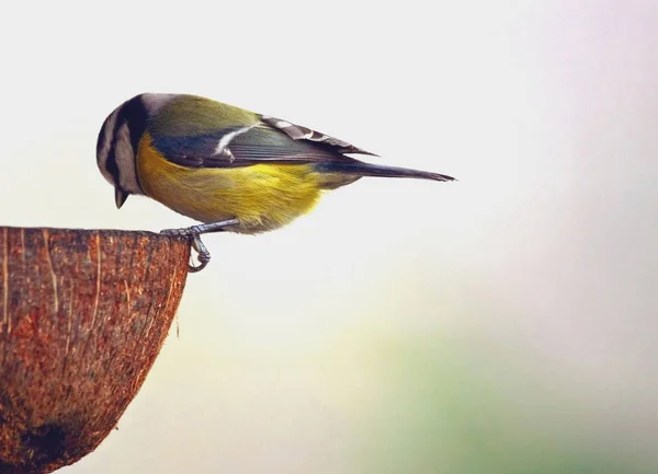 Aussichtsreiche Aussicht Auf Schöne Vögel Der Natur — Stockfoto