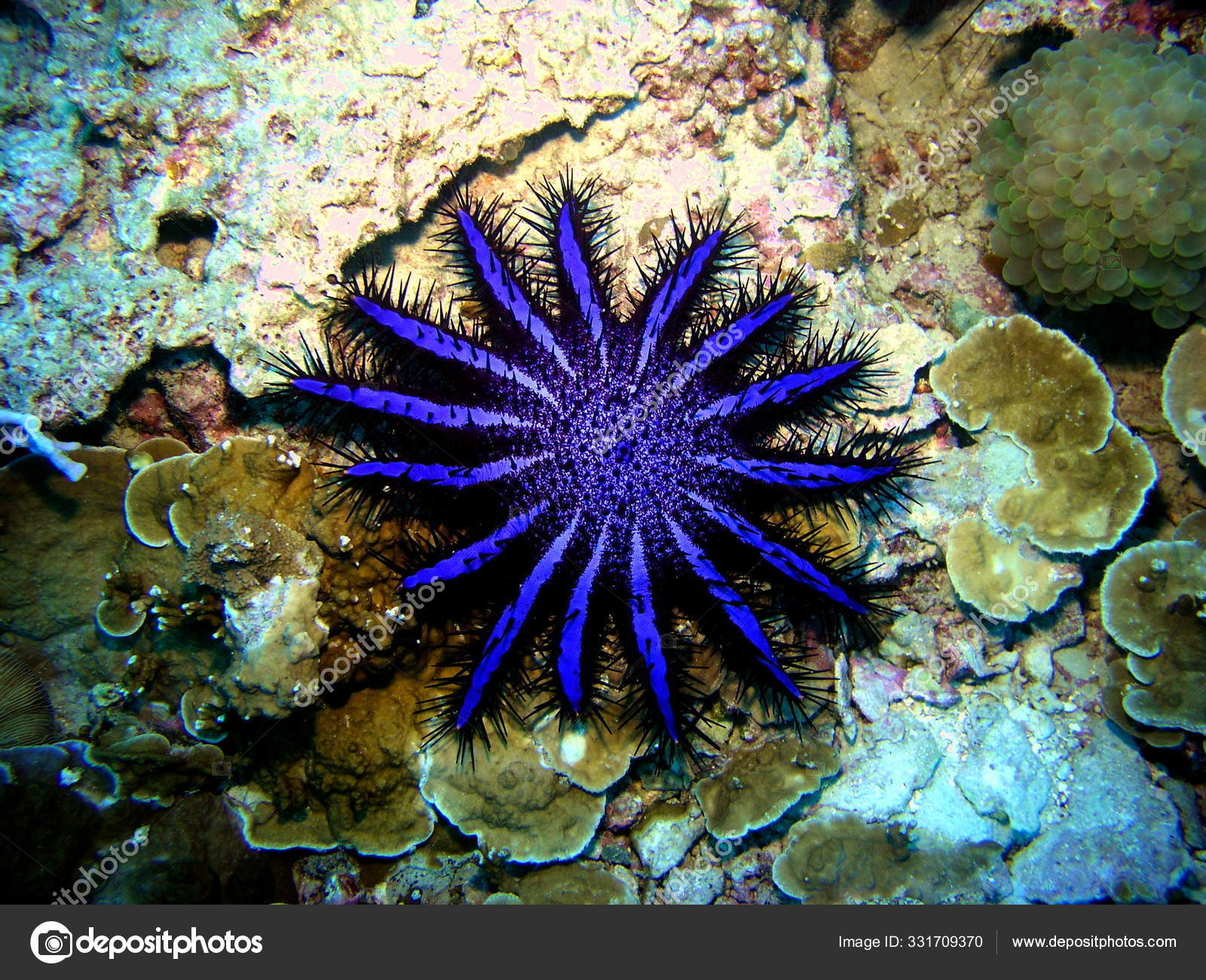 불가사리 — 스톡 사진 © PantherMediaSeller #331709370, image size:1600x1300