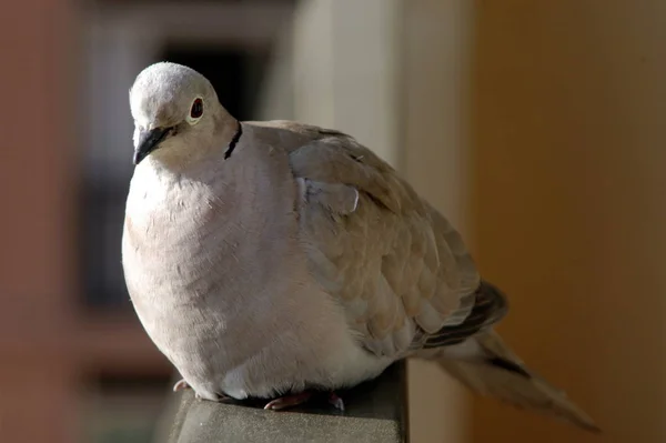 Pintoresco Pájaro Tema Disparo — Foto de Stock