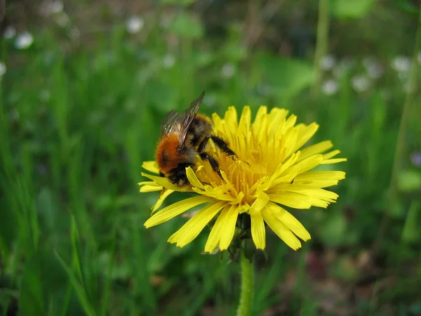 Closeup View Beautiful Bumblebee Insect — Stock Photo, Image