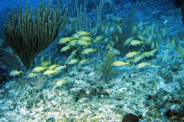 Undervattens Marint Liv Med Fiskar Och Koraller — Stockfoto