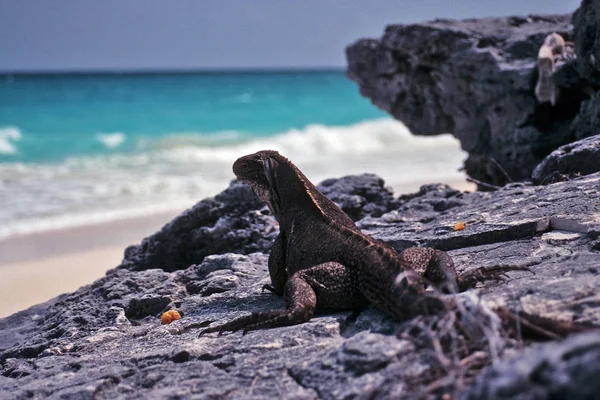 exotic lizard animal, iguana reptile