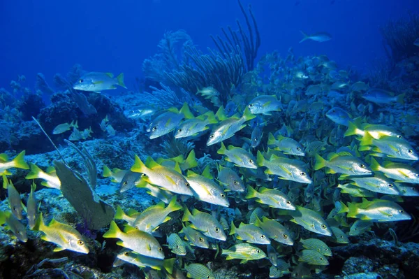 水中海洋生物水生世界 — ストック写真