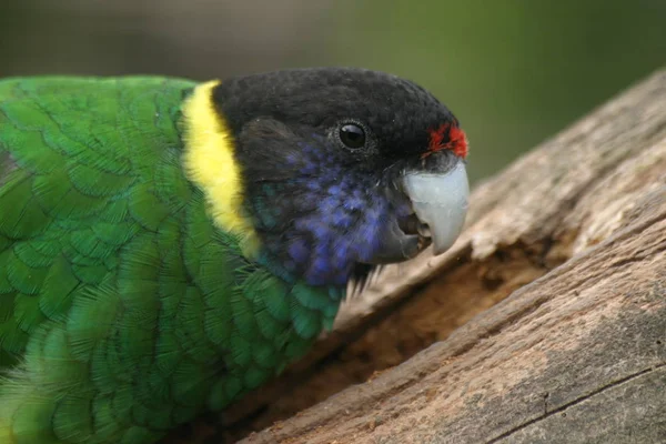 Vedere Pitorească Papagalului Frumos Natură — Fotografie, imagine de stoc