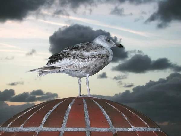 Malerischer Blick Auf Schöne Süße Möwe Vogel — Stockfoto