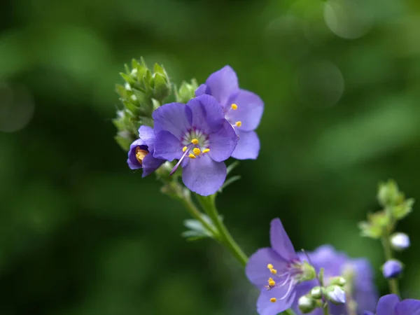 美丽的花朵 花卉概念背景 — 图库照片