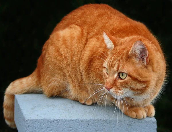 Αγαπάμε Τις Κόκκινες Γάτες Έβαλα Τον Άμπεντινγκτ Τραβήξει Μερικές Φωτογραφίες — Φωτογραφία Αρχείου