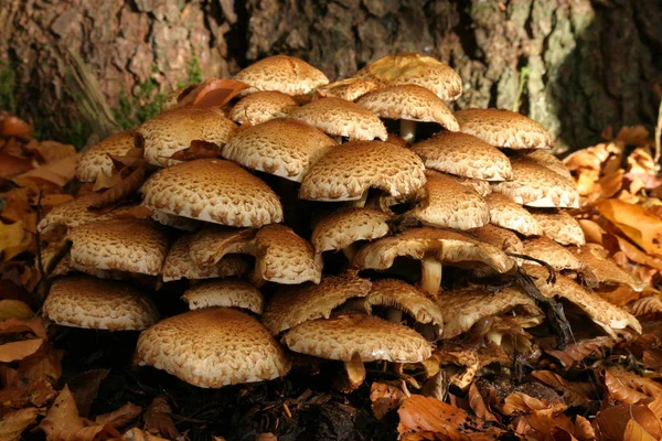 Culture Champignons Dans Forêt Fond Nature — Photo